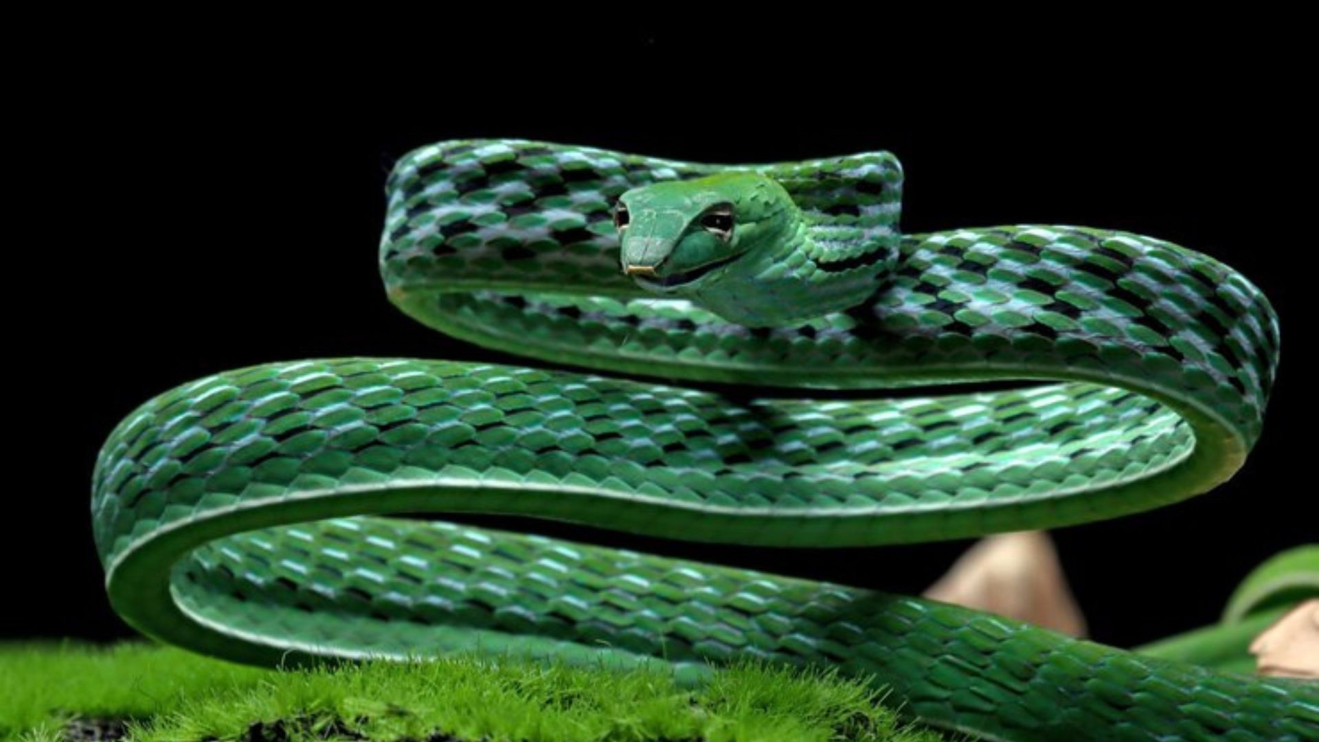 Dream About a Green Snake