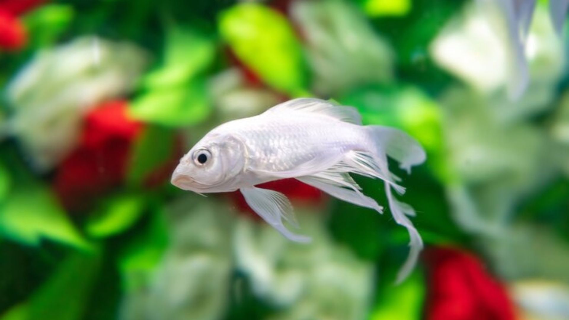 Betta Turning White