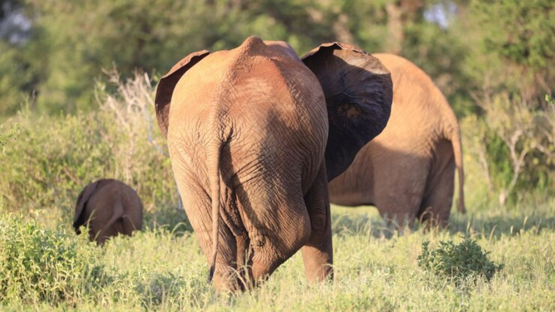 Elephant Butt