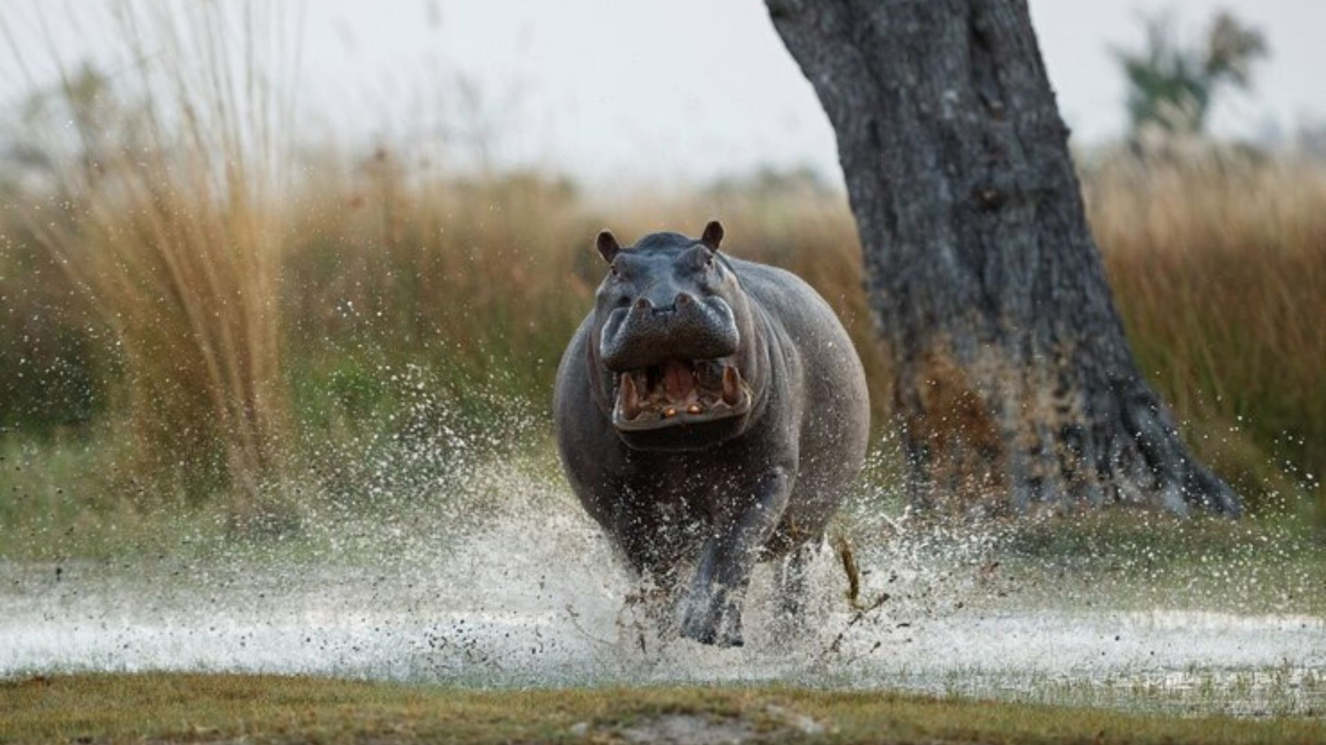 How Fast Can a Hippo Run