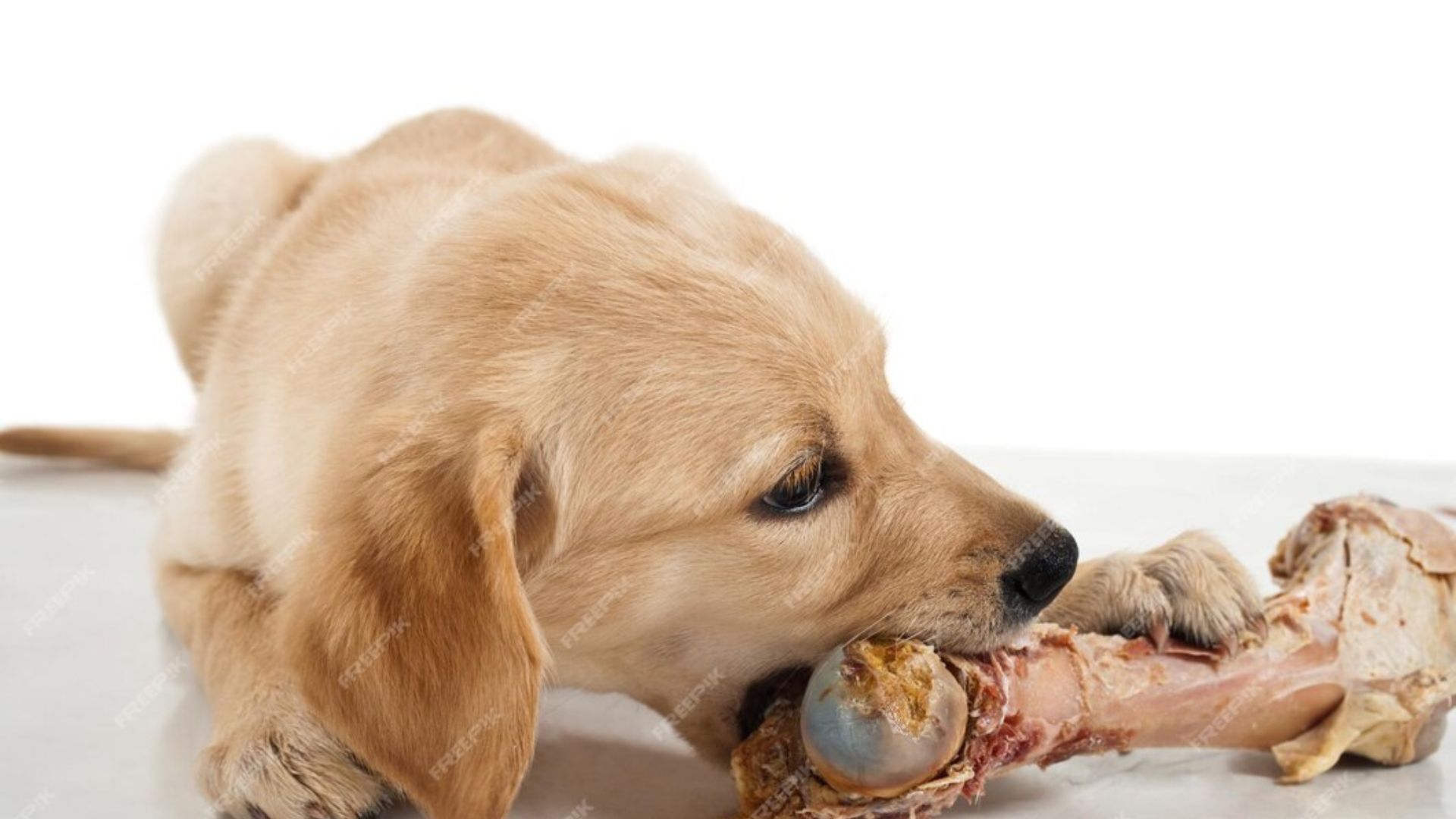 Can Dogs Have Pork Bones?