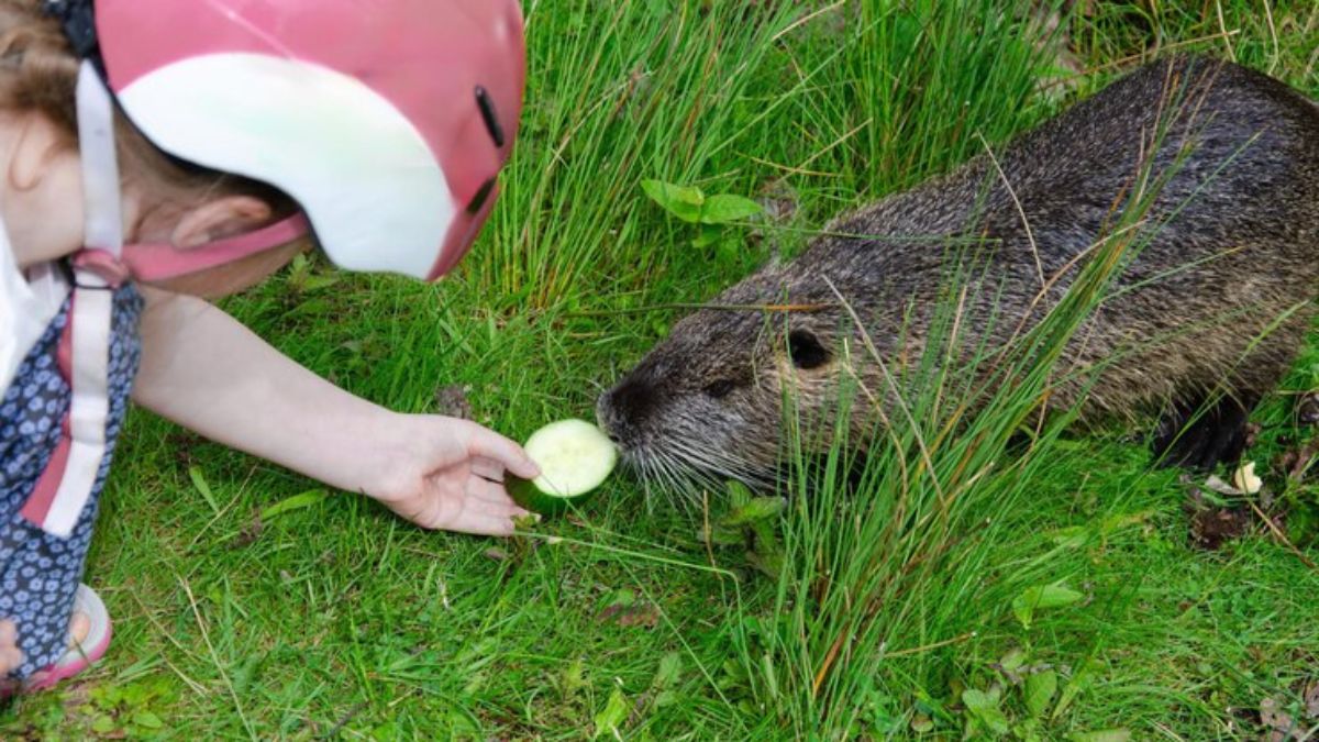 Can Guinea Pigs Eat Asparagus?