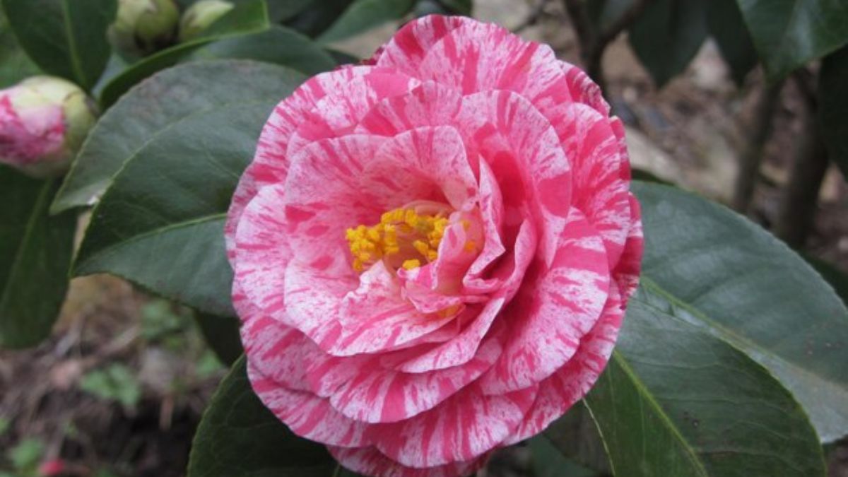 Kumasaka Camellia