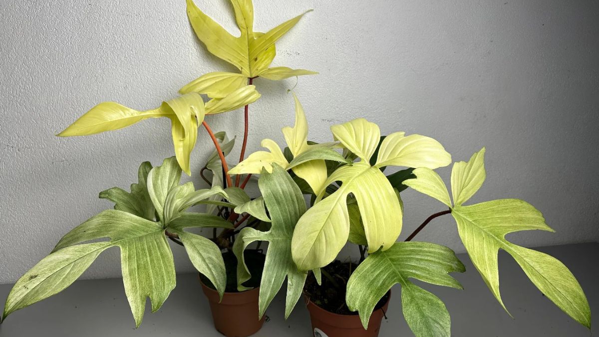 florida ghost philodendron